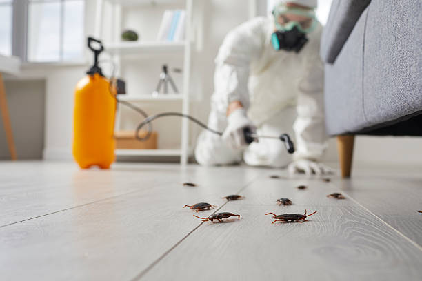 Commercial Rodent Management in Newton